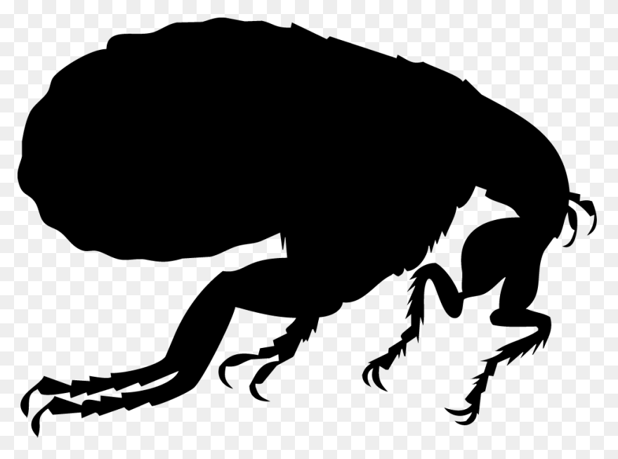 Flea Png