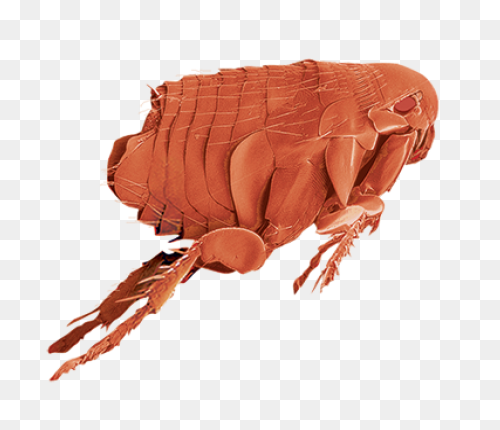 Flea Png - Flea