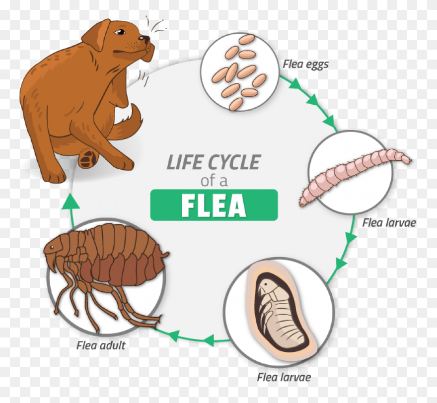 Flea Png