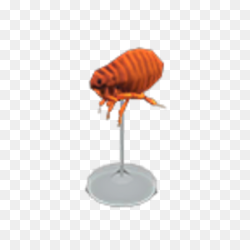 Flea Png