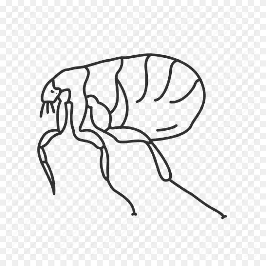 Flea Png
