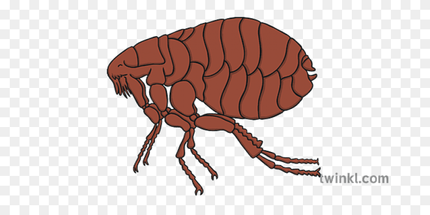 Flea Png
