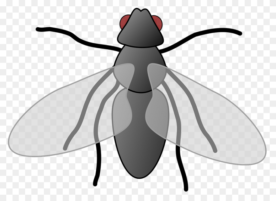 Flies Clip Art - Flies Image | Clip