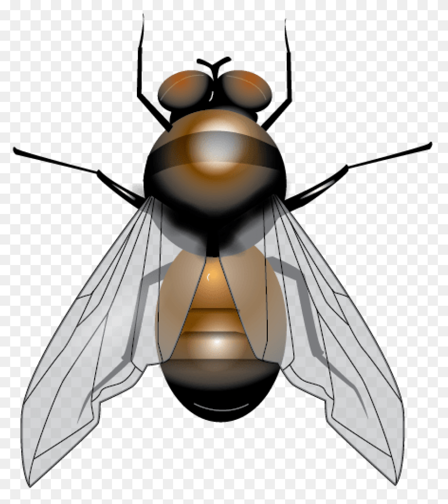 Flies Clip Art - Flies Image | Clip