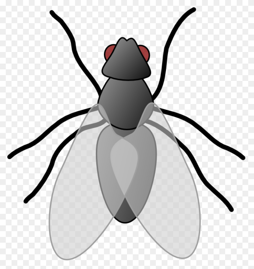 Flies Clip Art - Flies Image | Clip