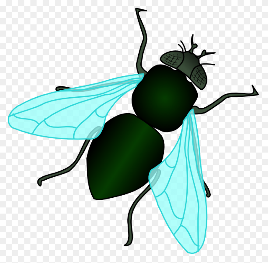 Flies Clip Art - Flies Image | Clip
