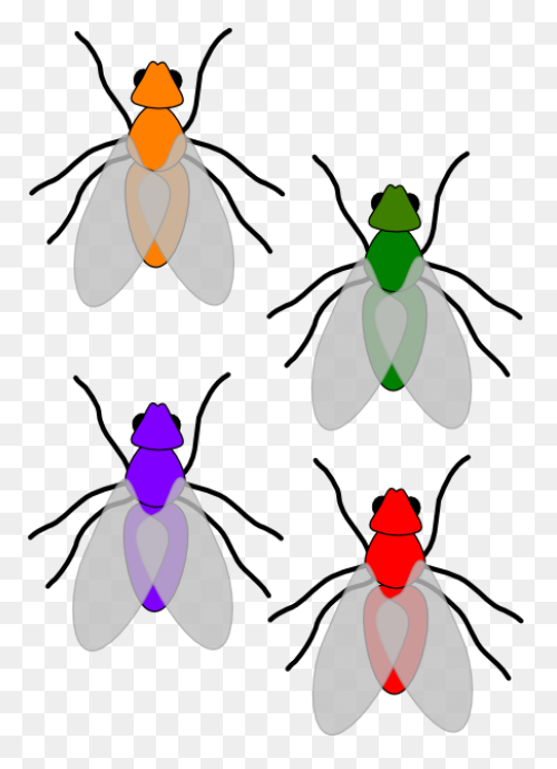 Flies Clip Art - Flies Image | Clip