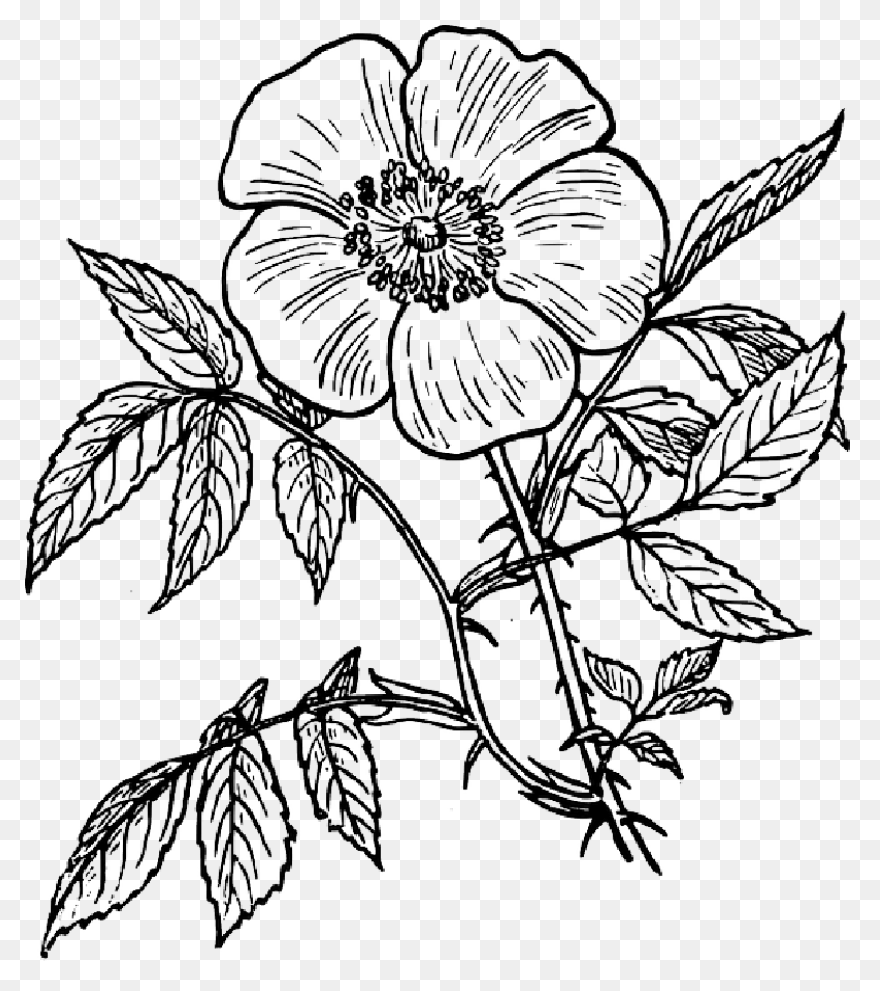 Flower Bush | Cutie Sunflower Wiki 
