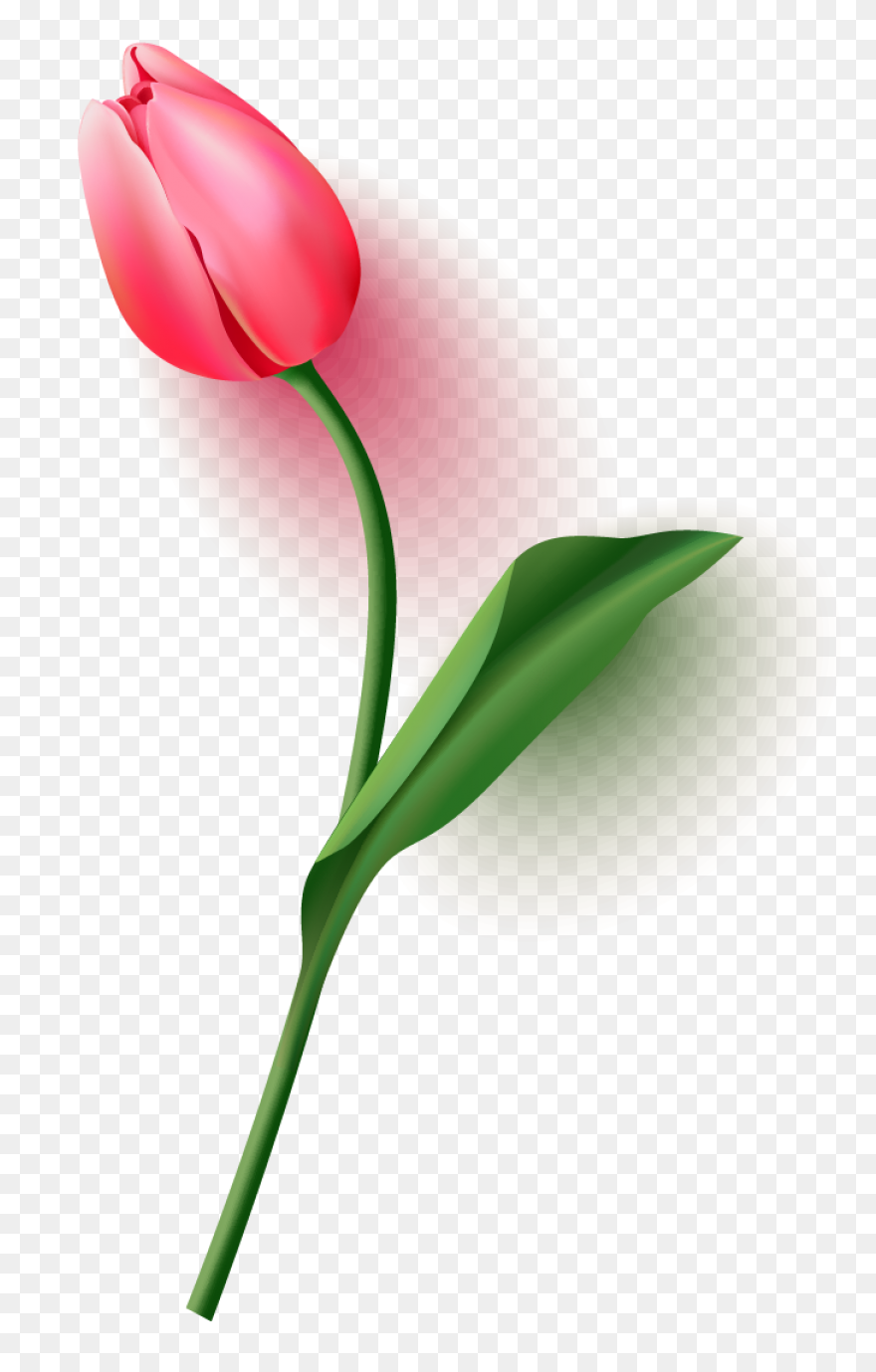 Flowers, Nature, Plants, Sunflower,