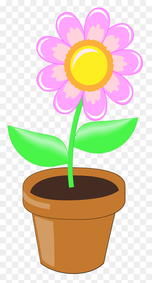 Flowers, Nature, Plants, Sunflower,