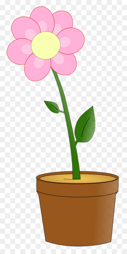 Flower Bouquet Flowers Watering - F