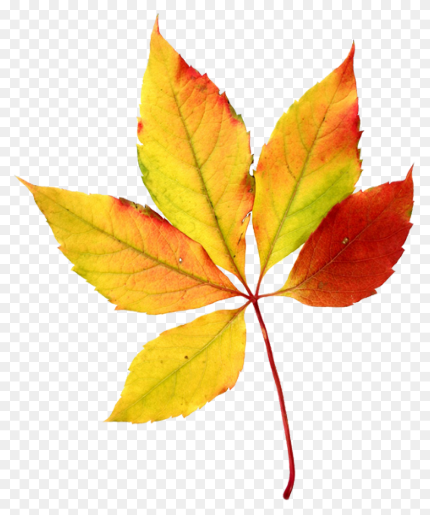 Foliage Clip Art At ClipartFlare Cl
