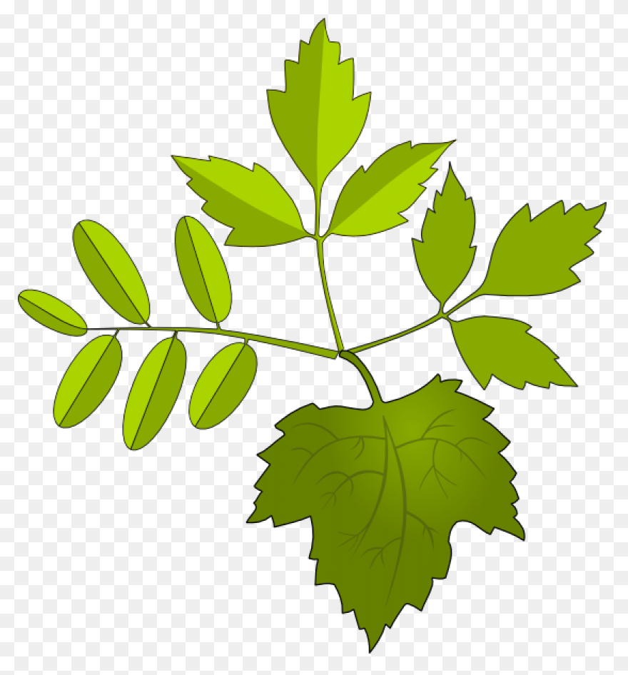 Foliage Clipart At .com Vector - Foliage