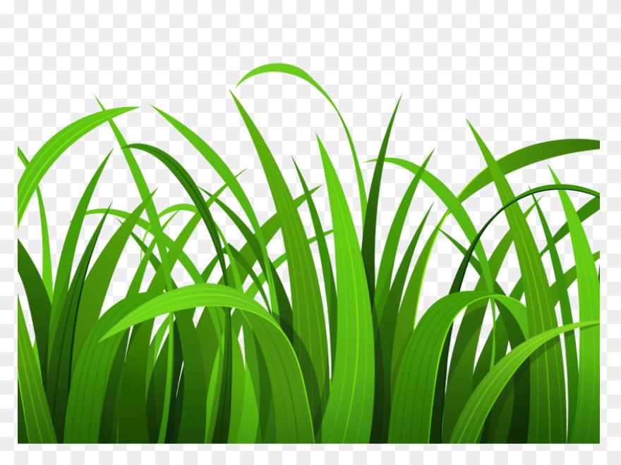 Garden, Grass, Green, Nature, Weed,