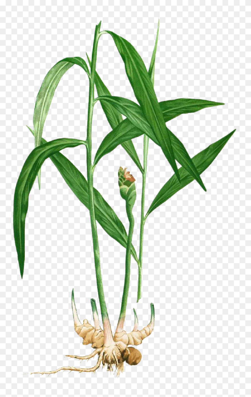 Ginger Root Essential Oil