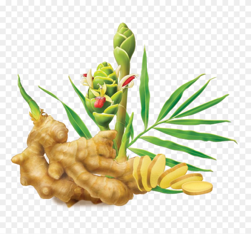 Ginger Root Essential Oil