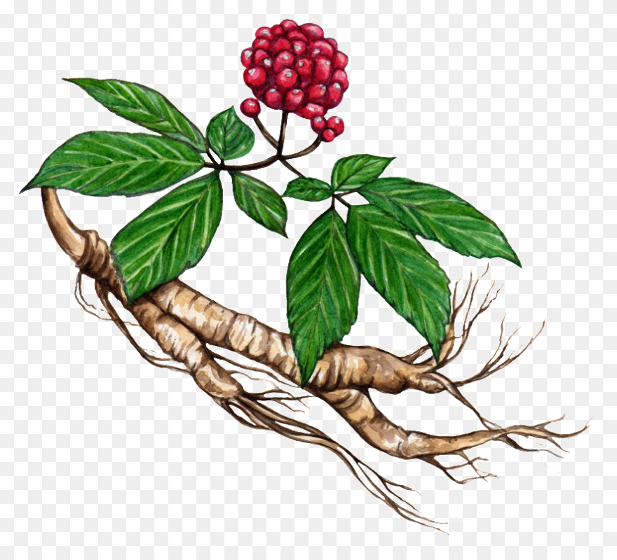 Ginger Root Essential Oil