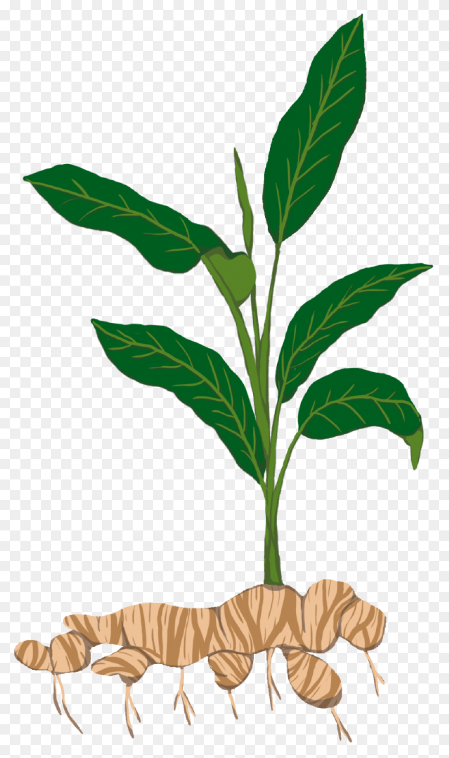 Ginger Root Essential Oil