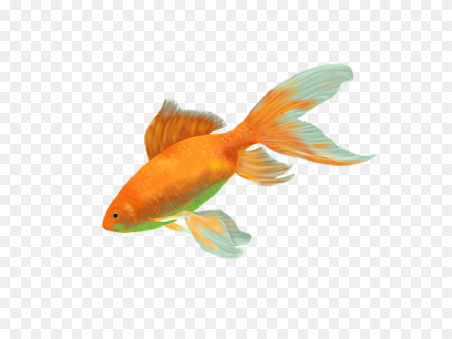 Gold Fish Png Clipart | Fish, Goldf