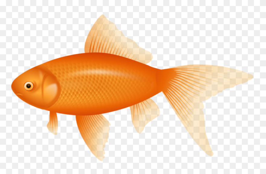 Gold Fish Png Clipart | Fish, Goldf