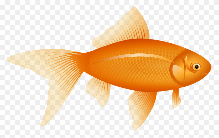 Goldfish Clipart. Free Download .png - Gold Fish