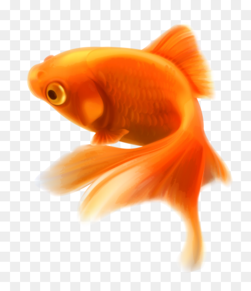 Gold Fish Png Clipart | - Gold Fish