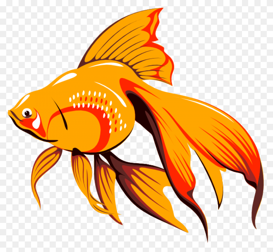 Gold Fish Png Clipart | Fish, Goldf