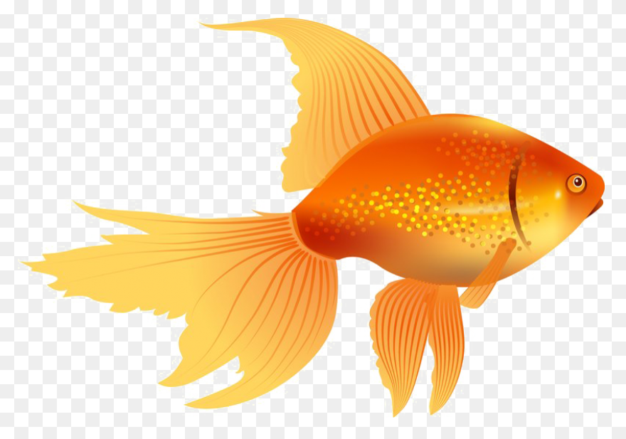 Gold Fish Png Clipart | Fish, Goldf