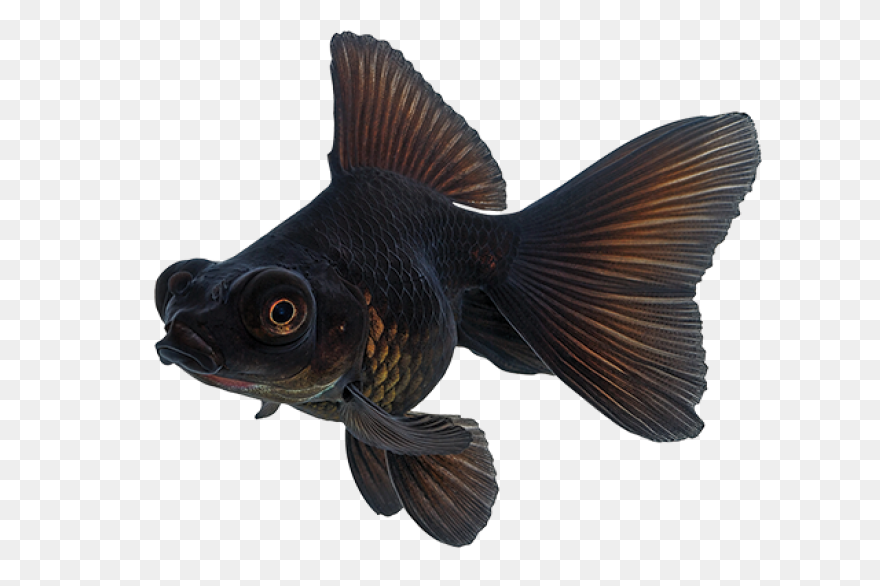 Gold Fish Png Clipart | Fish, Goldf