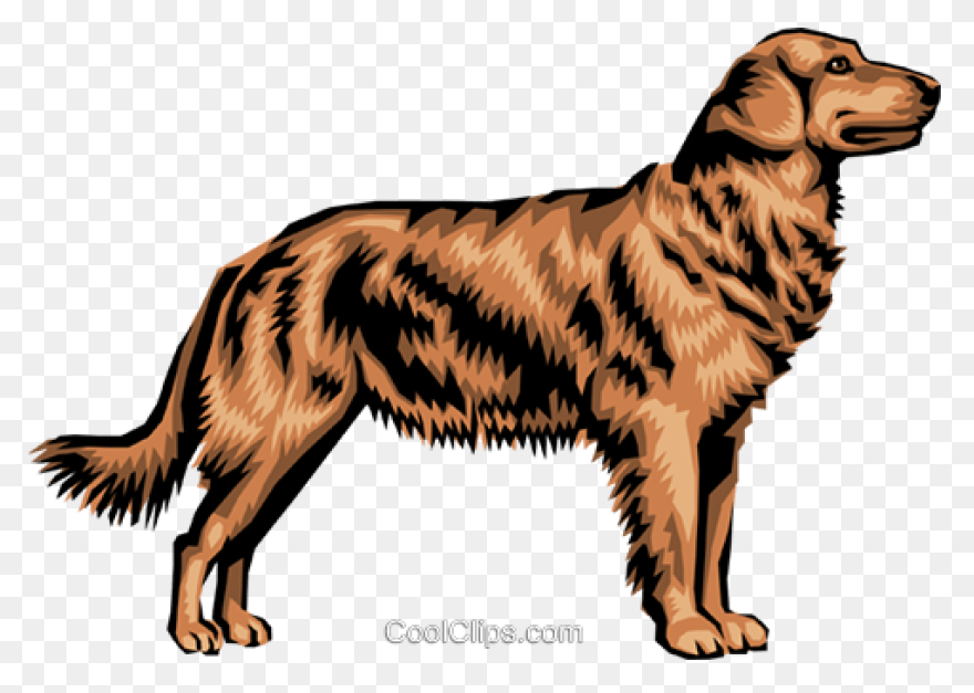 Dog - Golden Retriever | Free PNG-W