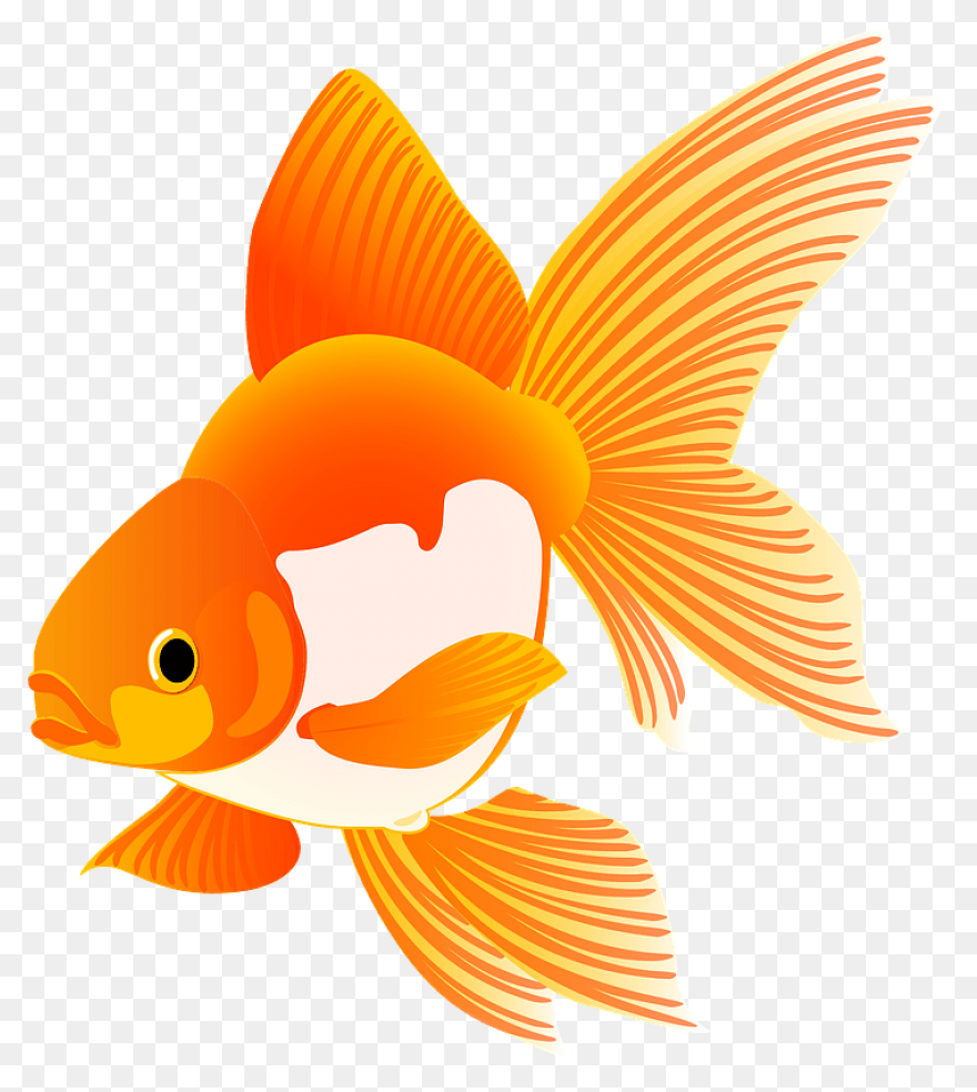 Fish Fish Tail Goldfish Clipart - F