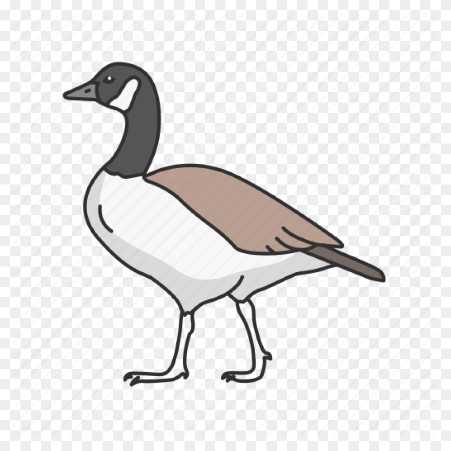 Animal Beak Bird Canada Goose - Goose