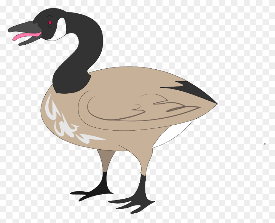Animal, Beak, Bird, Canada Goose, F
