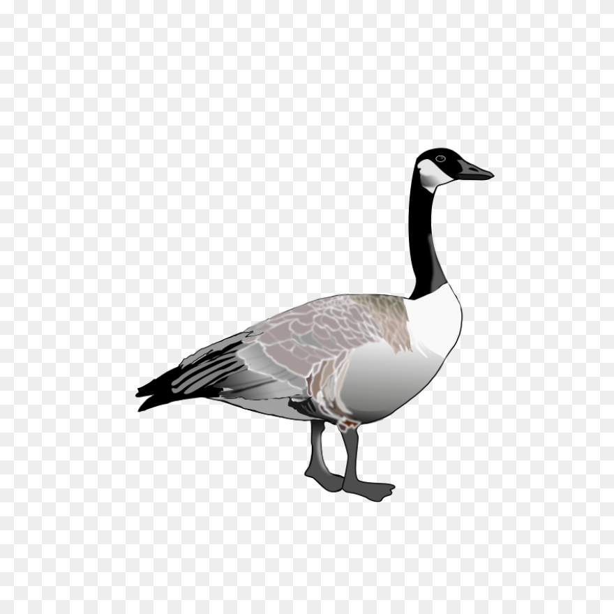Animal, Beak, Bird, Canada Goose, F