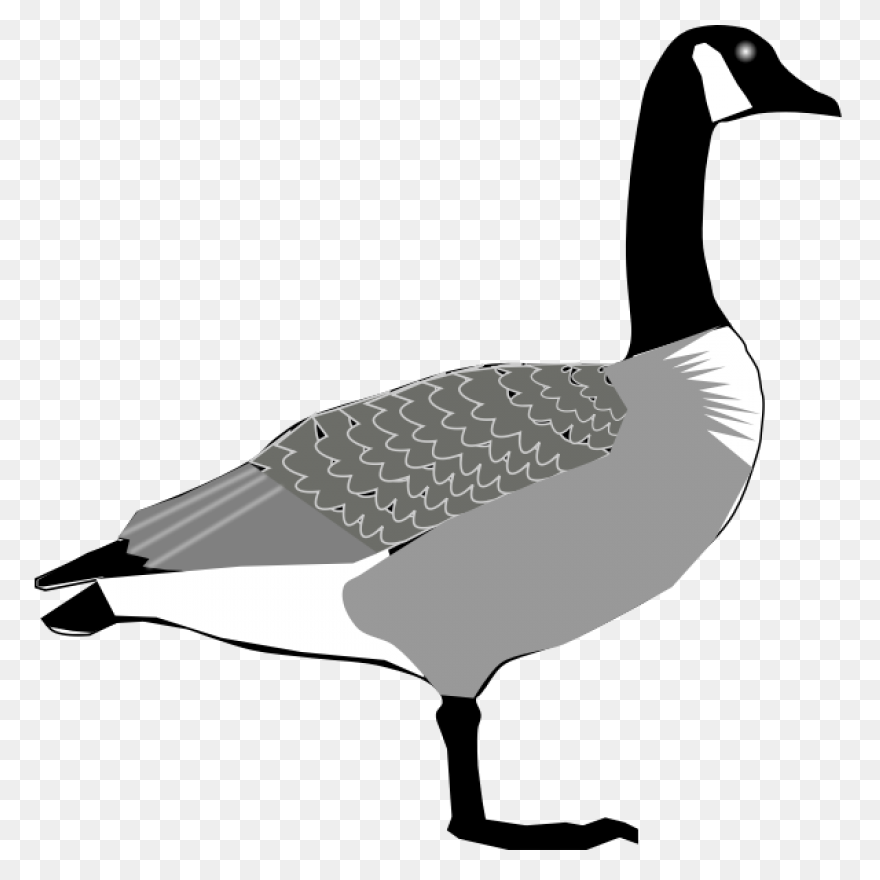 Animal, Beak, Bird, Canada Goose, F