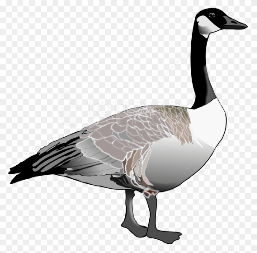 Animal, Beak, Bird, Canada Goose, F