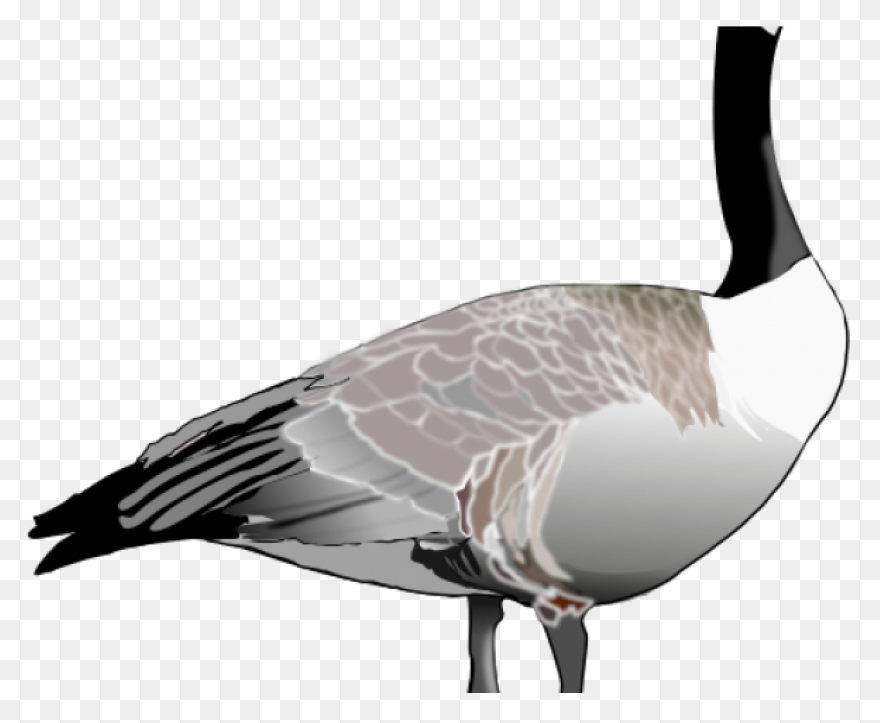 Animal, Beak, Bird, Canada Goose, F