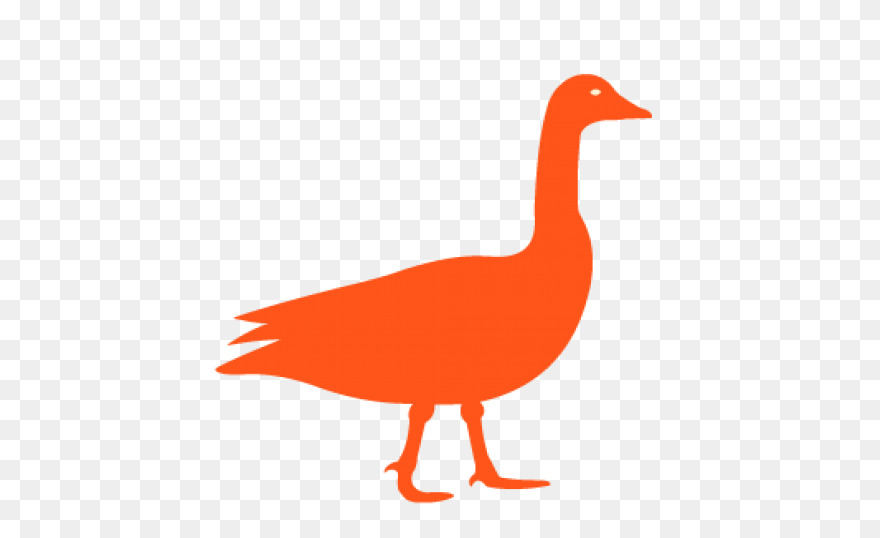 Animal, Beak, Bird, Canada Goose, F