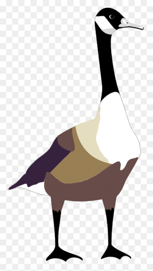 Animal, Beak, Bird, Canada Goose, F