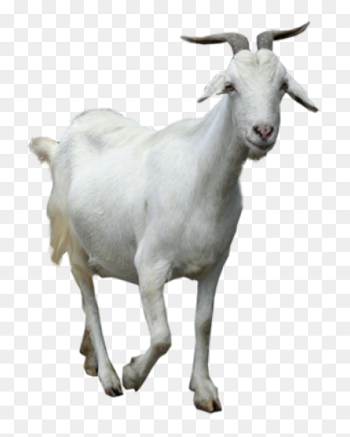 File:goat Cartoon 04.PNG-WebP - Wik