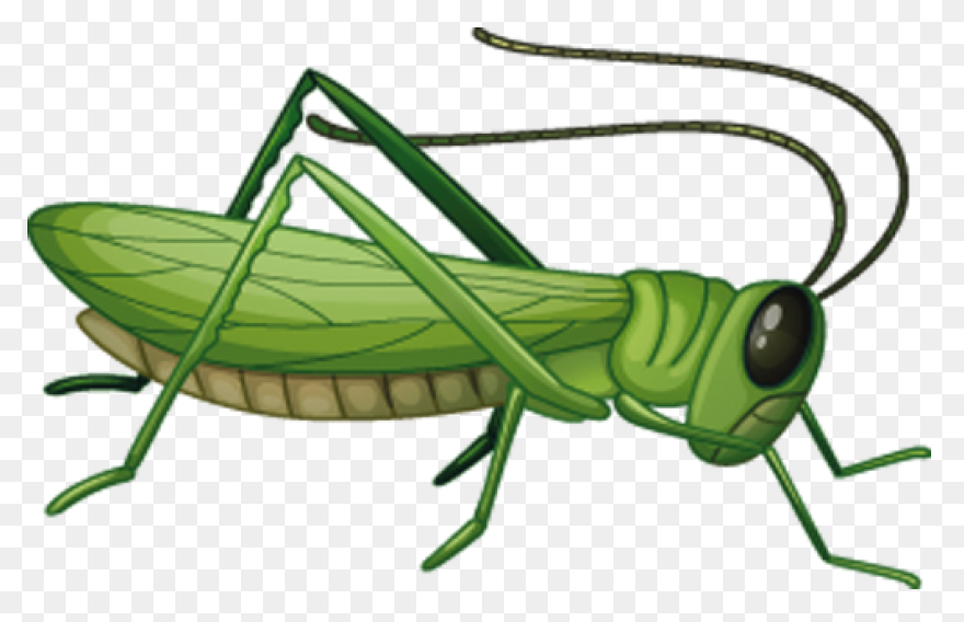 Cartoon Grasshopper | Free PNG-WebP