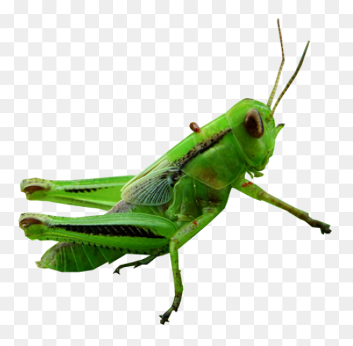 Cartoon Grasshopper | Free PNG-WebP