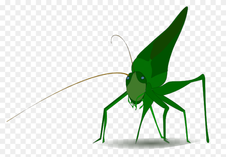 Cartoon Grasshopper | Free PNG-WebP