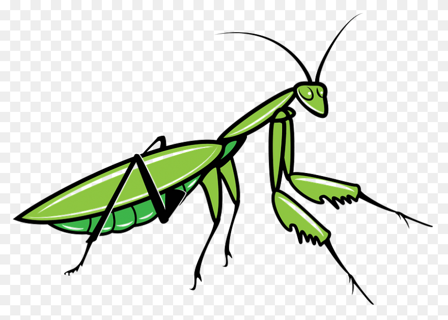 Cartoon Grasshopper | Free PNG-WebP