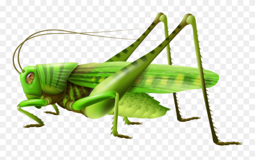Cartoon Grasshopper | Free PNG-WebP