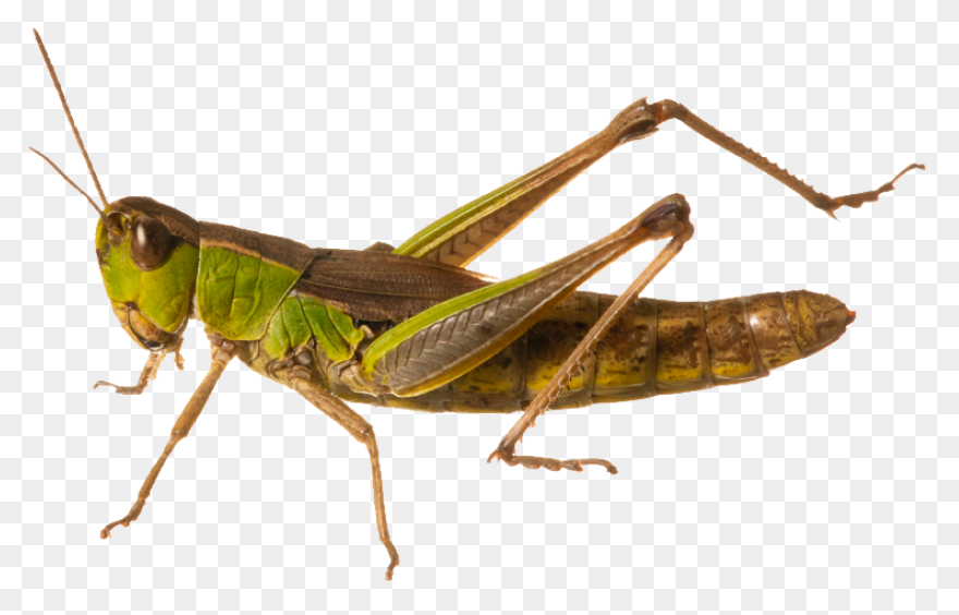 Cartoon Grasshopper | Free PNG-WebP