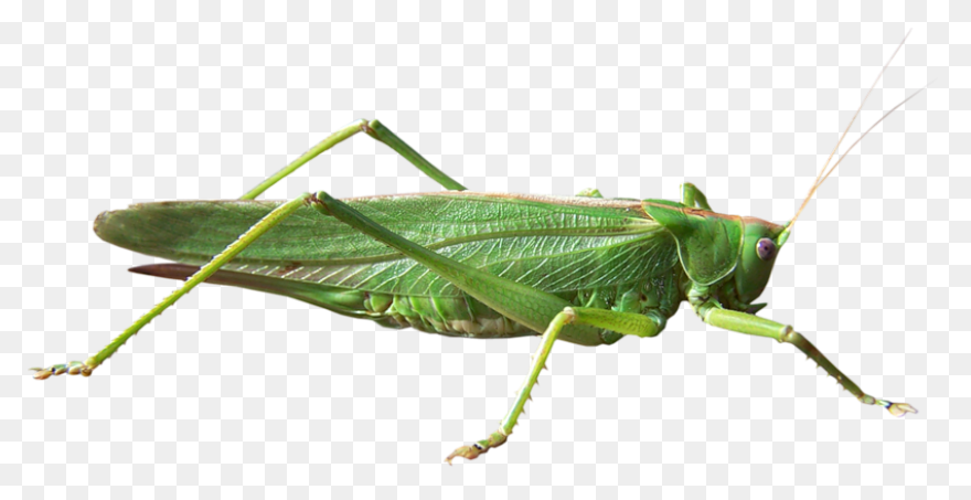 Cartoon Grasshopper | Free PNG-WebP