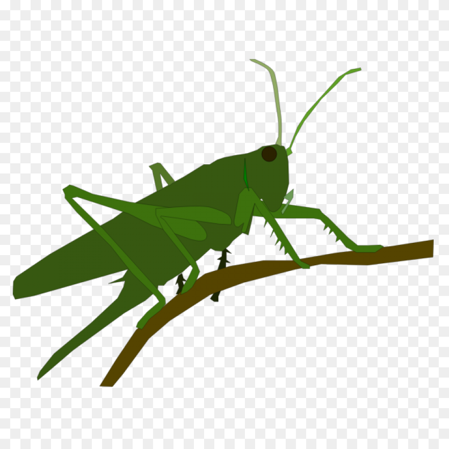 Cartoon Grasshopper | Free PNG-WebP