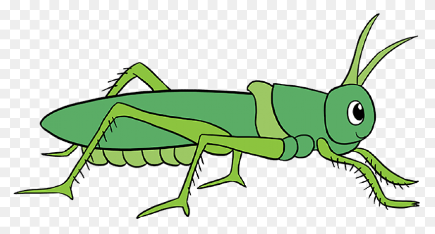 Cartoon Grasshopper | Free PNG-WebP