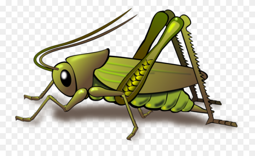 Cartoon Grasshopper | Free PNG-WebP